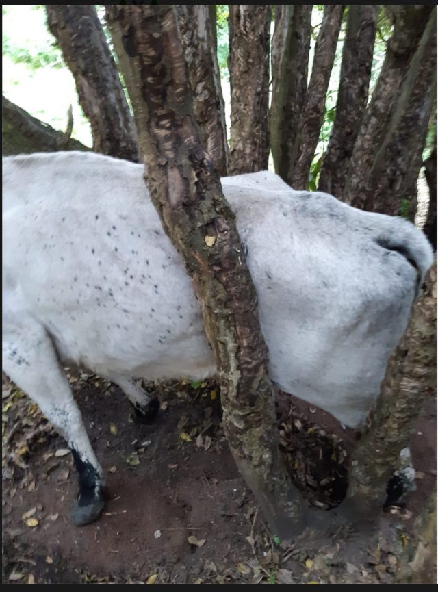 40A98515 4496 4FF7 A653 F33D4DF5527B