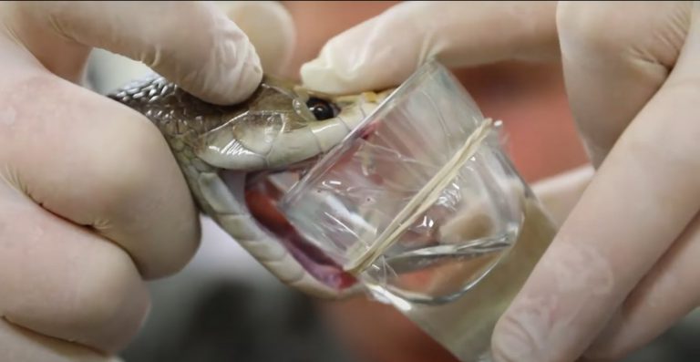 Extraen de una serpiente una dosis de veneno capaz de acabar con la vida de 100 personas