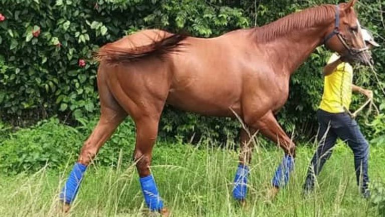 Venezuela: se cuelan en un hipódromo, descuartizan un caballo y se lo comen