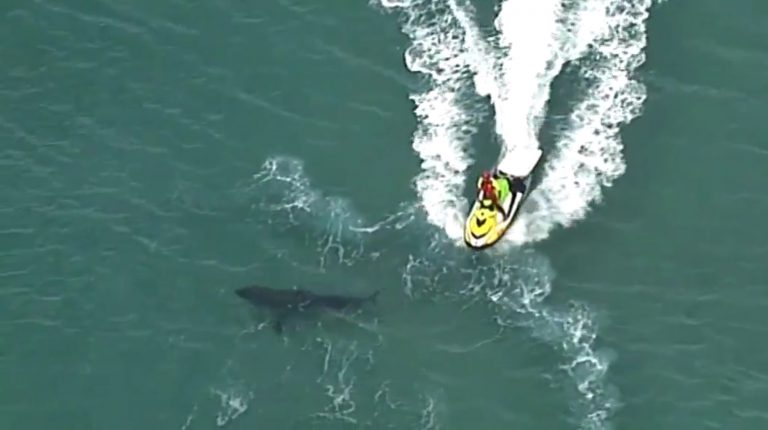 Muere un surfista tras ser atacado por un tiburón de tres metros