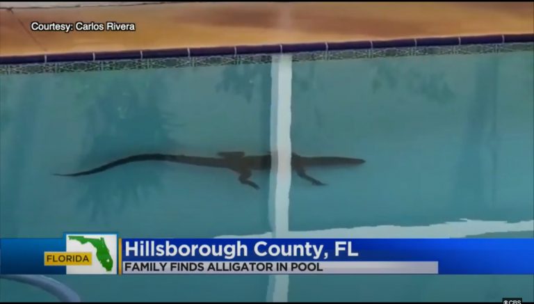 Una familia descubre un cocodrilo nadando en su piscina y lo atrapan con un cedazo