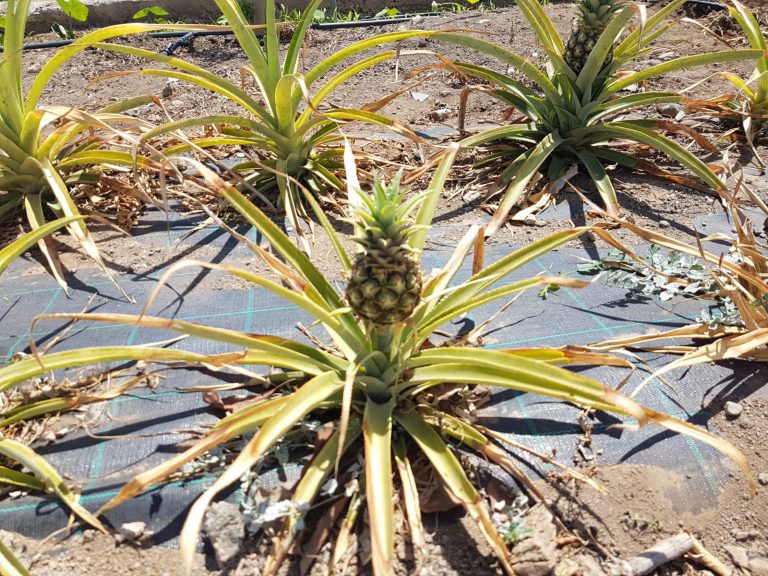 La concejala de Agricultura, Ganadería y Pesca retoma las visitas a las fincas del municipio