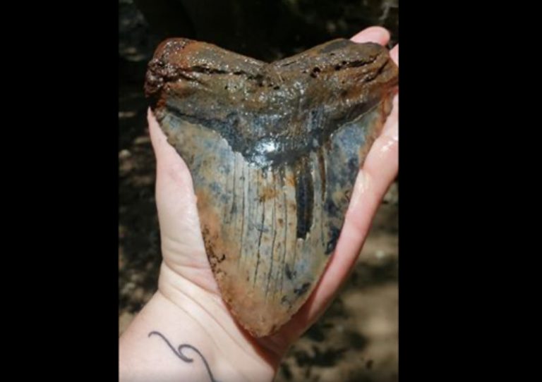 Una pareja encuentra un diente de megadolón del tamaño de una mano humana y casi medio kilo de peso