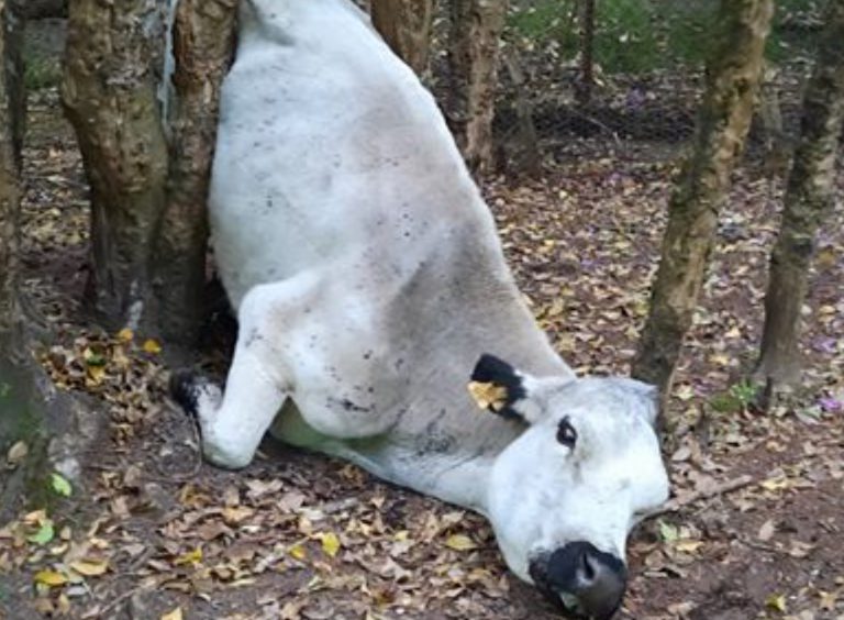 Rescatan a una vaca atrapada entre dos árboles