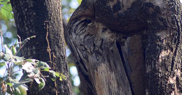 Reto visual: encuentra la lechuza