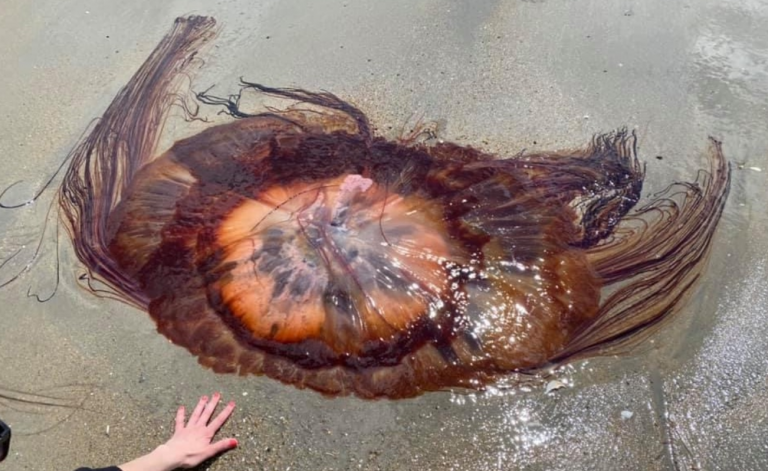 Alerta por la presencia de medusas gigantes frente a las costas estadounidenses
