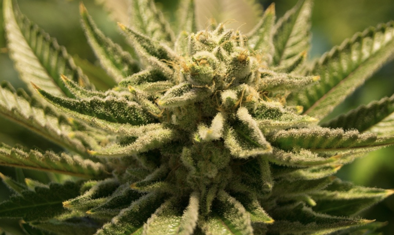 Desarticulaba en Toledo una banda que cultivaba marihuana en naves industriales