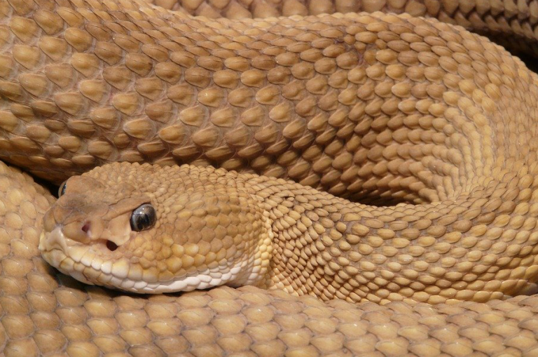 Mure un joven en Algeciras por la mordedura de una de sus 25 serpientes