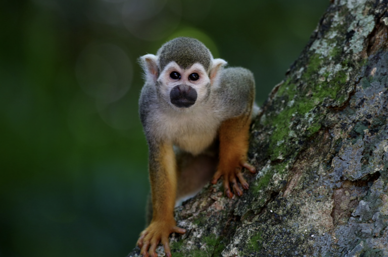 Un grupo de monos asalta a un farmacéutico y roba tres muestras de sangre de posibles contagiados por Covid-19