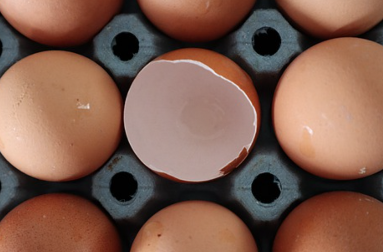 Un pollo nace de un huevo listo para su venta