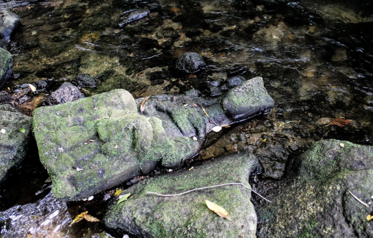 Un pescador encuentra una talla del siglo XIV en aguas del río Sar
