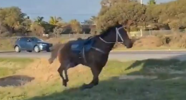 La espectacular persecución de la policía a un caballo de carreras a la fuga