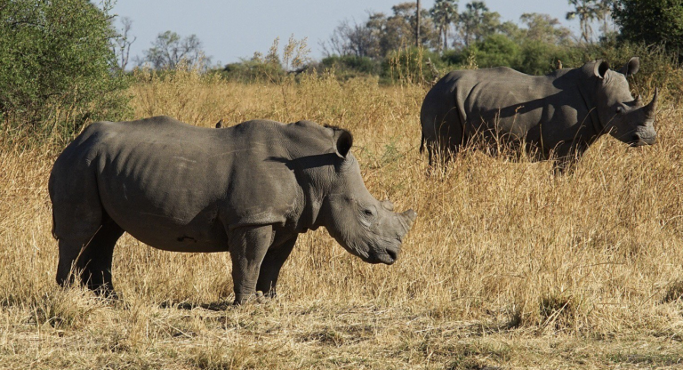 Amputan los cuernos de los rinocerontes de Botsuana para protegerles de los cazadores furtivos