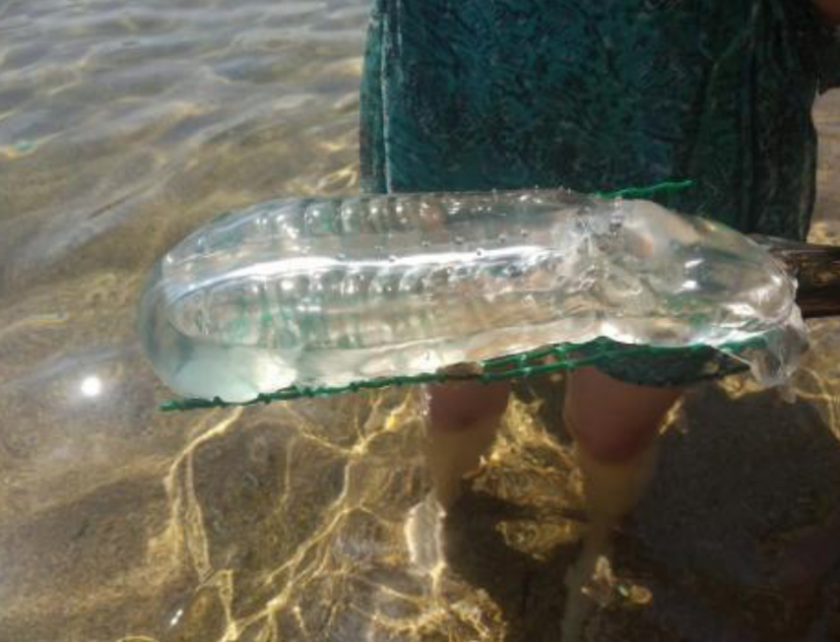 Las extrañas criaturas que han aparecido en aguas de Menorca