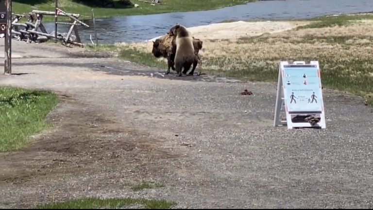 Un visitante del Parque de Yellowstone graba una pelea a muerte entre un oso y un bisonte