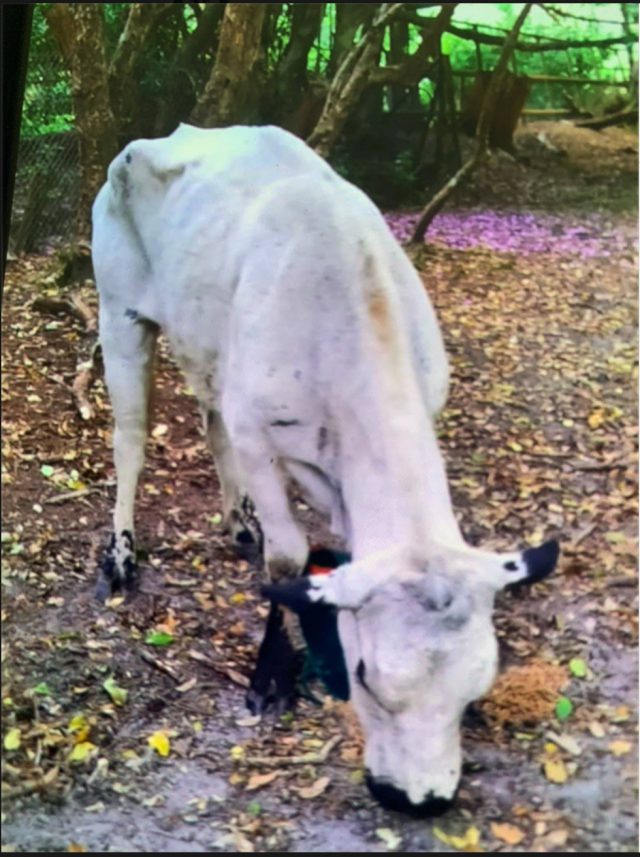 DFBB2307 1CEB 47F7 88E6 11151DD514F8