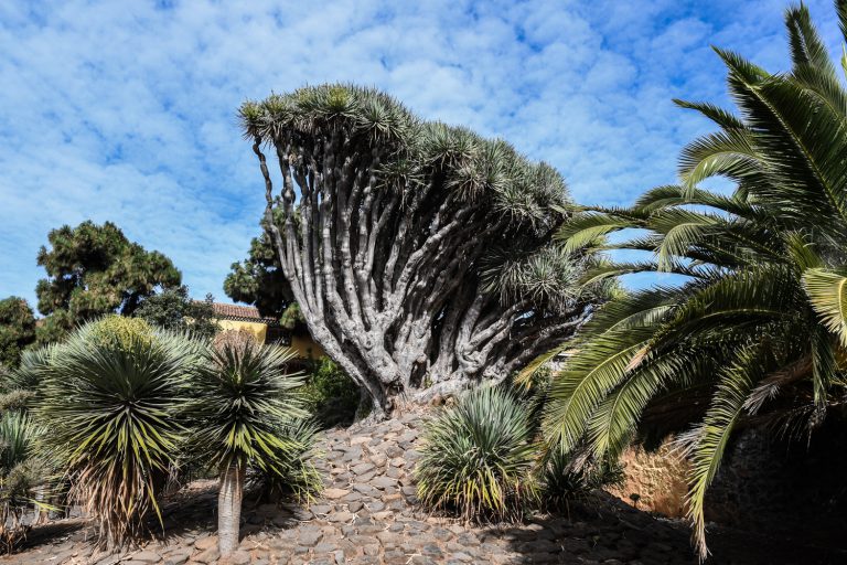 Urbanismo abre a la participación el catálogo de protección de los árboles y arboledas singulares de La Laguna
