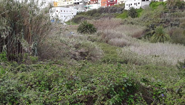 El Cabildo identifica a 1.200 dueños de fincas en desuso en zonas de alto riesgo de incendio del norte para desbrozarlas y crear cortafuegos 1 Estado de una de las fincas identificadas.