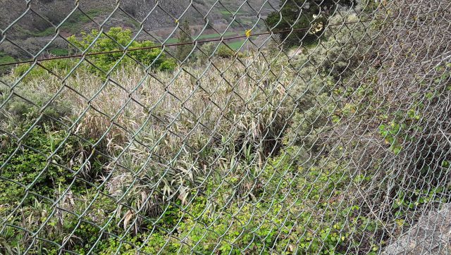 El Cabildo identifica a 1.200 dueños de fincas en desuso en zonas de alto riesgo de incendio del norte para desbrozarlas y crear cortafuegos 3 Follaje tras una valla.