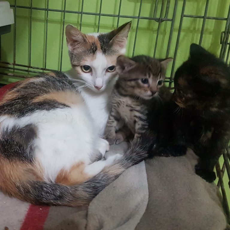 Se inicia el control de las colonias felinas en Teror con el método CES de captura, esterilización y suelta