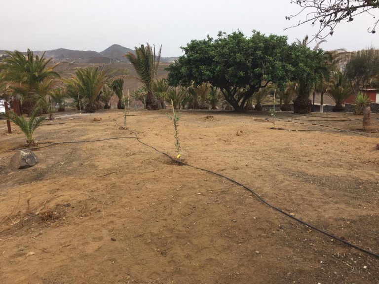 Parques y Jardines planta un centenar de árboles en La Majadilla