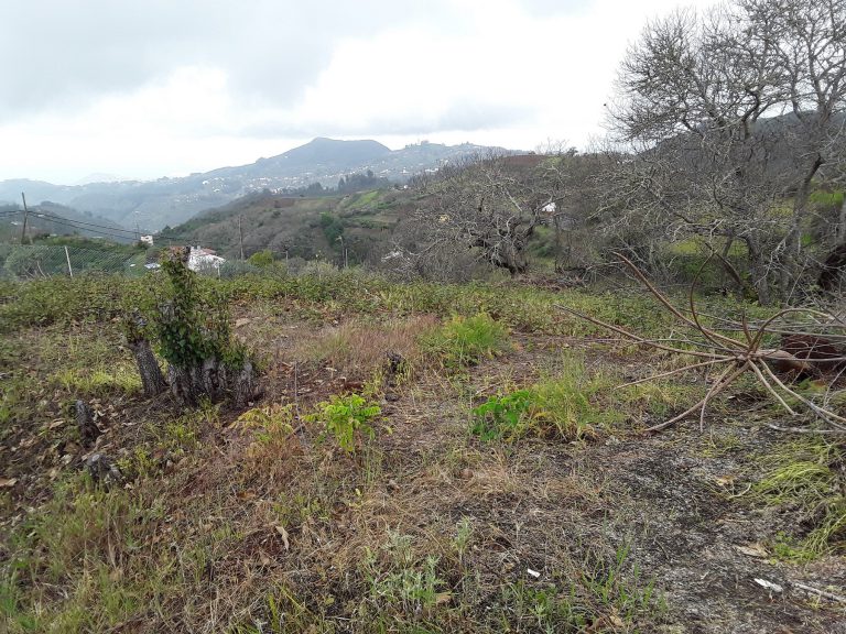 El Cabildo identifica a 1.200 dueños de fincas en desuso en zonas de alto riesgo de incendio del norte para desbrozarlas y crear cortafuegos