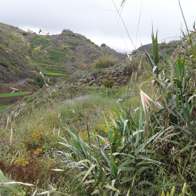 El Cabildo identifica a 1.200 dueños de fincas en desuso en zonas de alto riesgo de incendio del norte para desbrozarlas y crear cortafuegos 2 Terrenos en San Mateo.