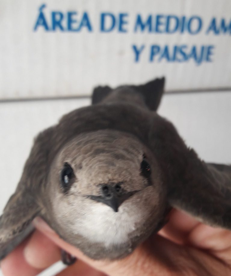 La Tahonilla recuerda la fragilidad de las crías de andoriñas, endémicas de la macaronesia