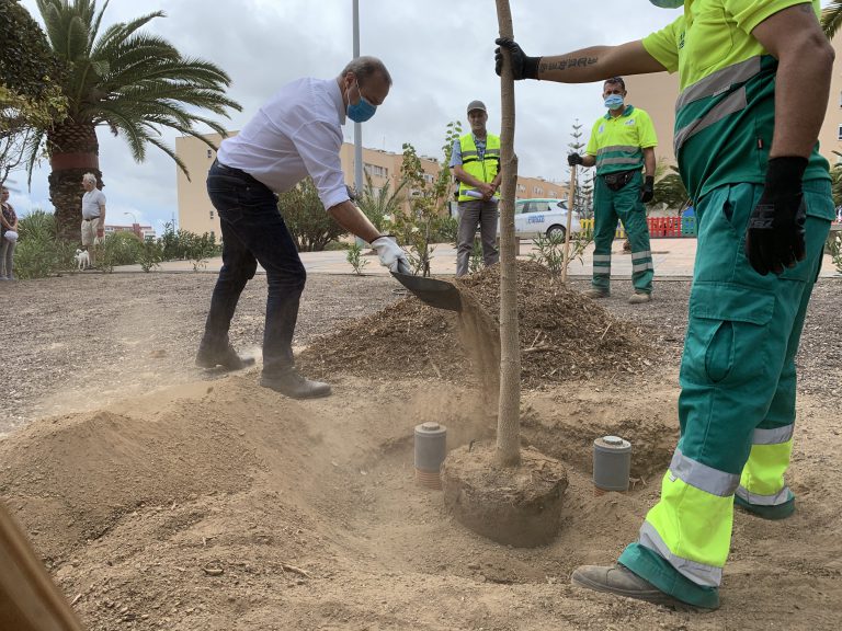 Las Palmas de Gran Canaria amplía la mancha verde de la ciudad con más de 2.200 ejemplares durante este año