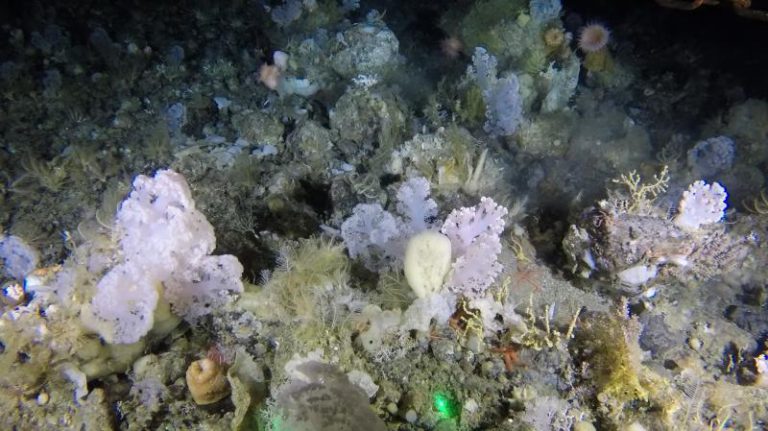 Hallan un jardín de corales blancos en el mar profundo de Groenlandia