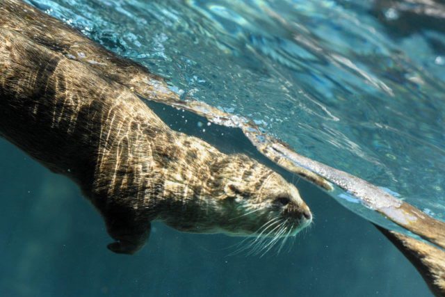 loro parque da la bienvenida al verano 3