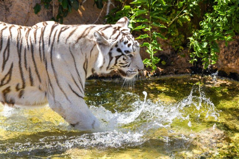 Los animales de Loro Parque dan la bienvenida al verano