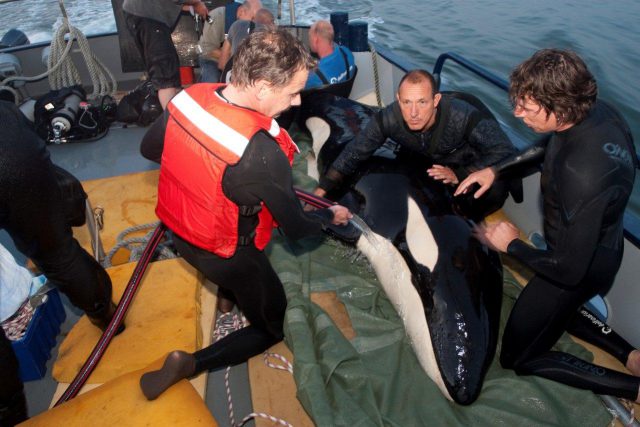 rescate morgan holanda 3