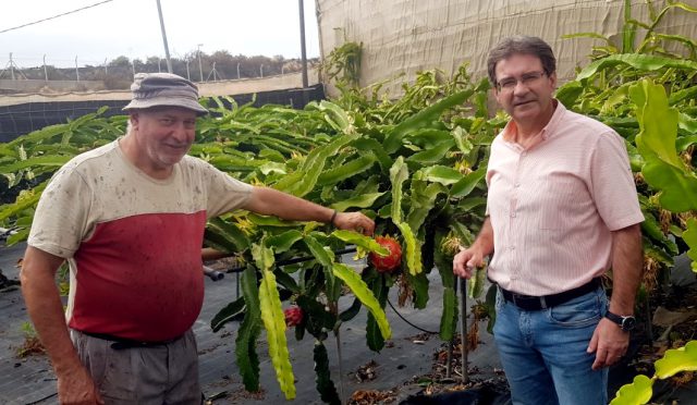 180720 José Adrián Hernández Montoya pitaya 1