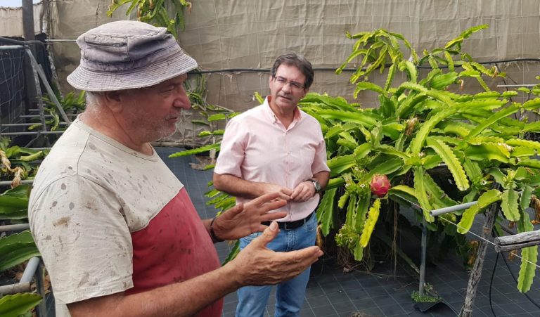 José Adrián Hernández: “La pitaya puede ser un cultivo que diversifique la oferta del sector primario insular”