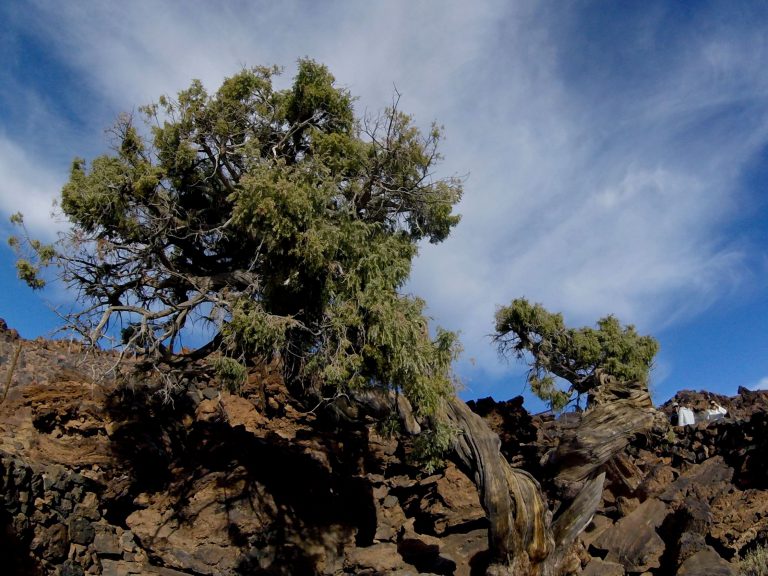 El Cabildo propone a los ayuntamientos una ordenanza para proteger los árboles monumentales