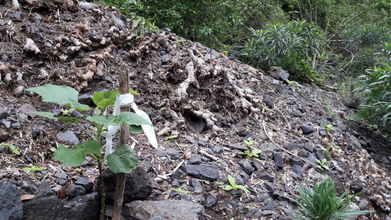 El Cabildo recupera la única población en Teno de rejalgadera, especie catalogada como vulnerable