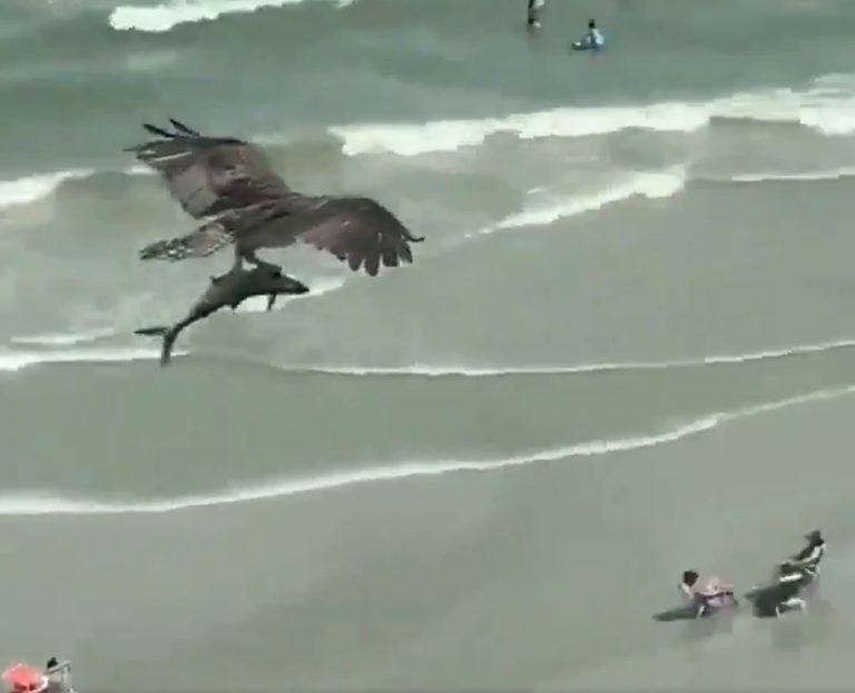 Un águila sobrevuela una playa con un tiburón atrapado entre sus garras