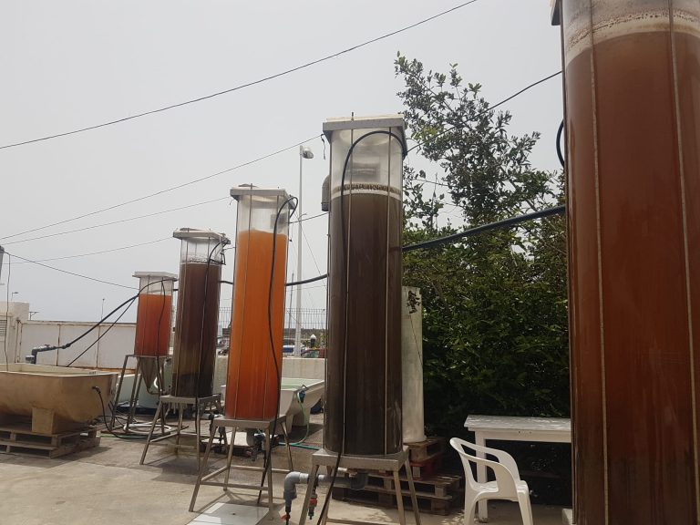 El Ayuntamiento estudia promocionar las algas dentro del conjunto de productos de kilómetro 0 de la ciudad