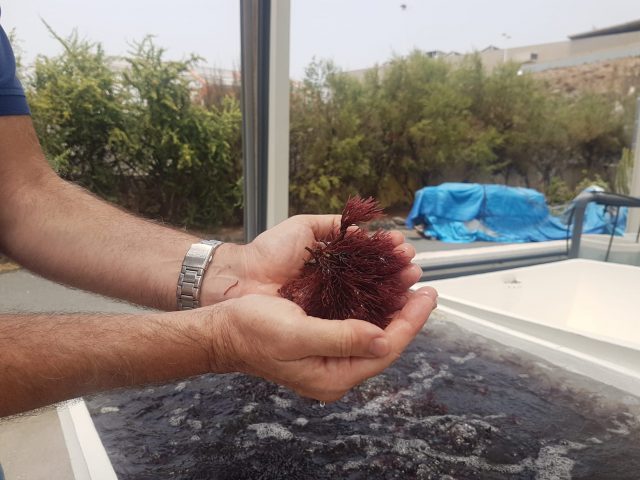 AURI SAAVEDRA VISITA BANCO ESPAÑOL DE ALGAS3