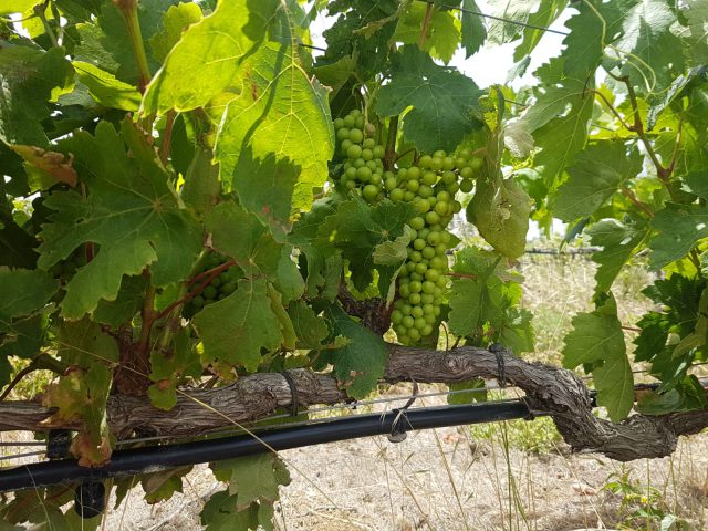 AURI SAAVEDRA LA HIGUERA MAYOR 3