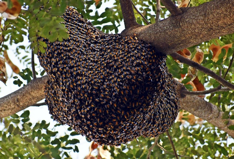 Muere en Gijón por las picaduras de un enjambre de avispas asiáticas