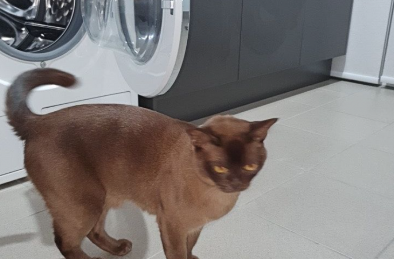 Un gato sobrevive tras pasar 12 minutos en una lavadora encendida
