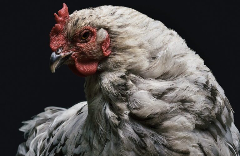 La curiosa fuga de una gallina que se coló en el maletero del coche de un repartidor