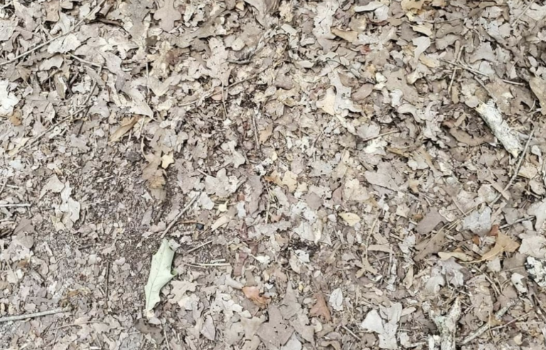 Reto visual: Trata de encontrar una serpiente en esta imagen