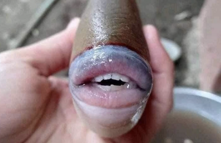Un extraño pez se viraliza en las redes sociales