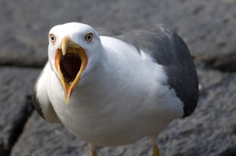 Detenido un hombre por morder a una gaviota que trató de comerse su hamburguesa