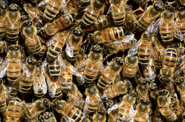 Se filtra miel por las paredes de su casa y descubren que están infestados de abejas