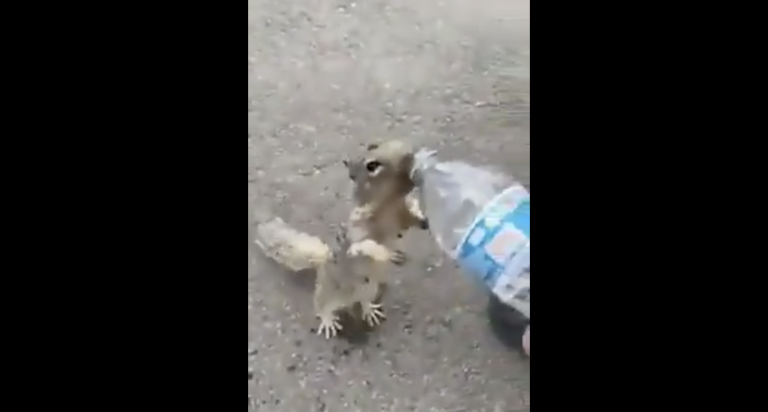 Una ardilla sedienta se viraliza en las redes sociales