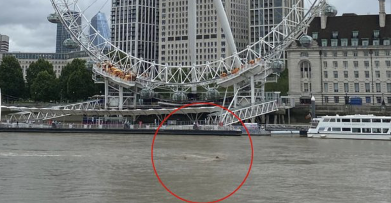 El misterio del supuesto tiburón fotografiado en el río Támesis